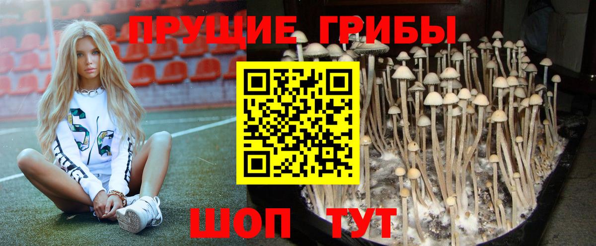 Псилоцибиновые грибы Psilocybe Луховицы